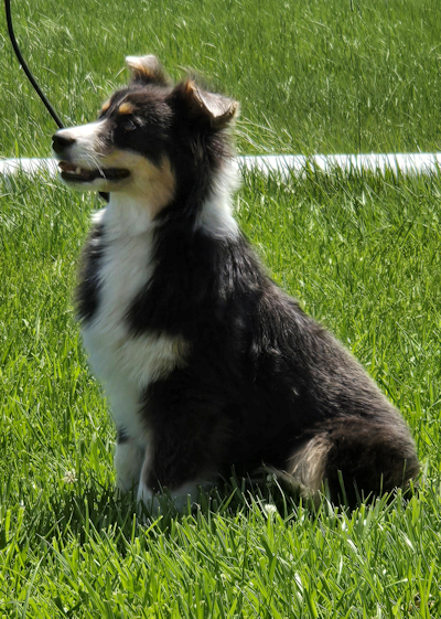 Dilute Black Male