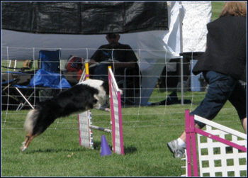 Wicca had another great agility weekend